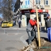 Copacii rupți în toamnă pe strada Mihăileanu au fost replantați astăzi
