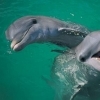 Astăzi, de 1 Decembrie, delfinii vor da o reprezentație! Delfinariul din Constanța este deschis!