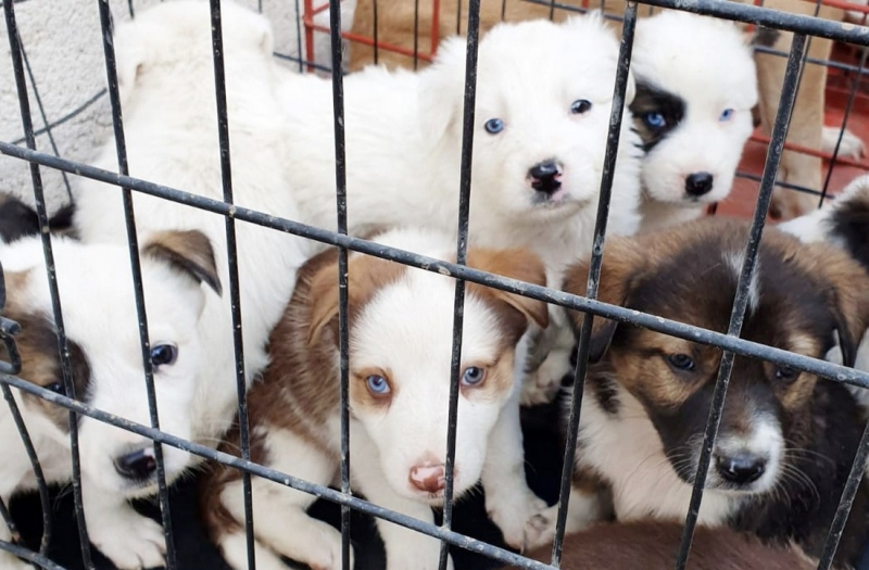 Alăturați-vă campaniei de adopție a câinilor comunitari!