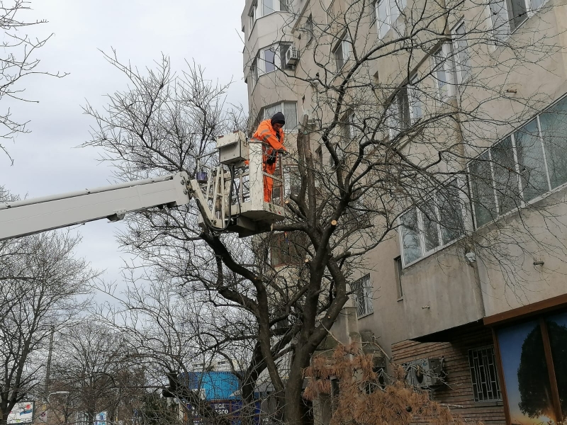 Lucrările de toaletare și corecție a arborilor în municipiul Constanța continuă și în luna februarie