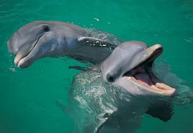 Delfinii NI-NI și CHAN-CHAN vă așteaptă cu noi și spectaculoase reprezentații!