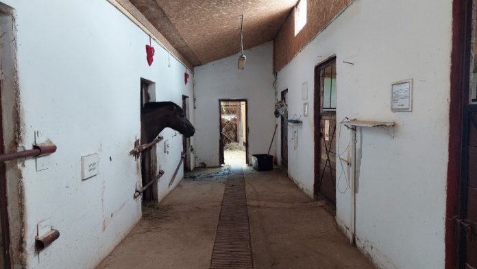Activitatea de manej cu caii și poneii din cadrul CMSN Constanța este suspendată timp de aproape două luni
