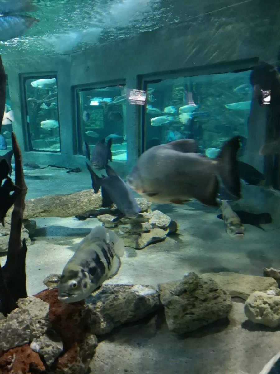 Luna noiembrie aduce mutarea viețuitoarelor marine de la Acvariu, în incinta Delfinariului