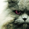 Fapt divers: culoarea blănii la pisică determină gradul ei de agresivitate