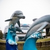 Zi record! Delfinii susțin cinci reprezentații!