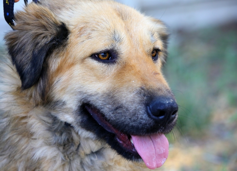 „Adoptă un cățel”, o nouă șansă la viață pentru câinii abandonați