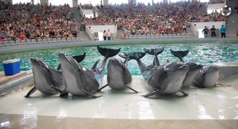 Delfinariu Constanța suplimentează reprezentațiile delfinilor!