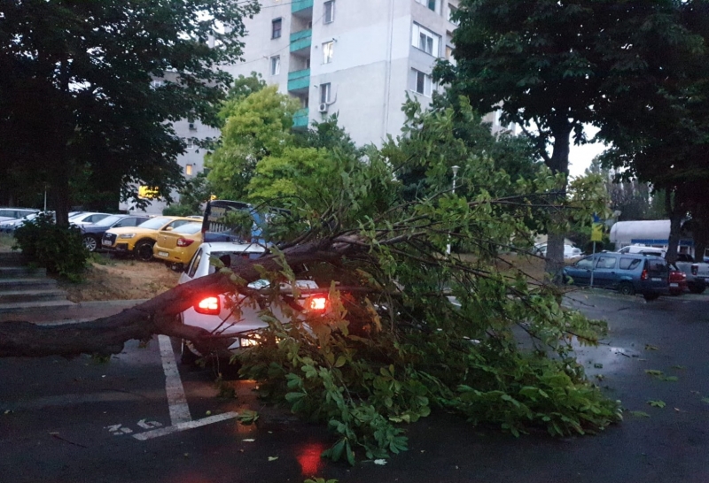 Eforturi coordonate pentru îndepărtarea arborilor căzuți în urma furtunii în Constanța