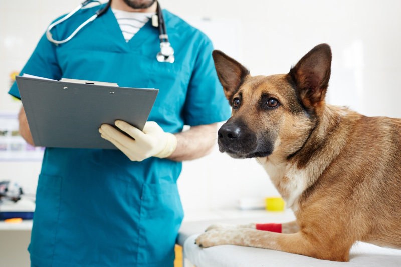 Drepturile și obligațiile legale ale deținătoriilor de animale de companie