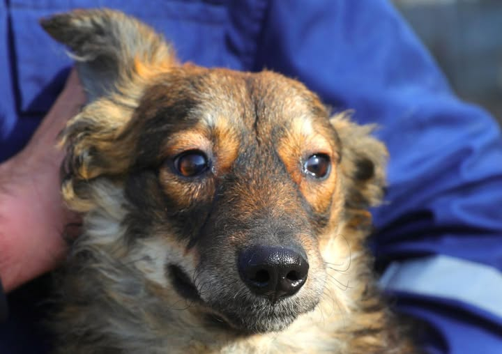 Continuăm campania „Adoptă un cățel”!