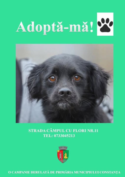 219 câini adoptați în 2025! Mai multe adopții, mai multe familii împlinite
