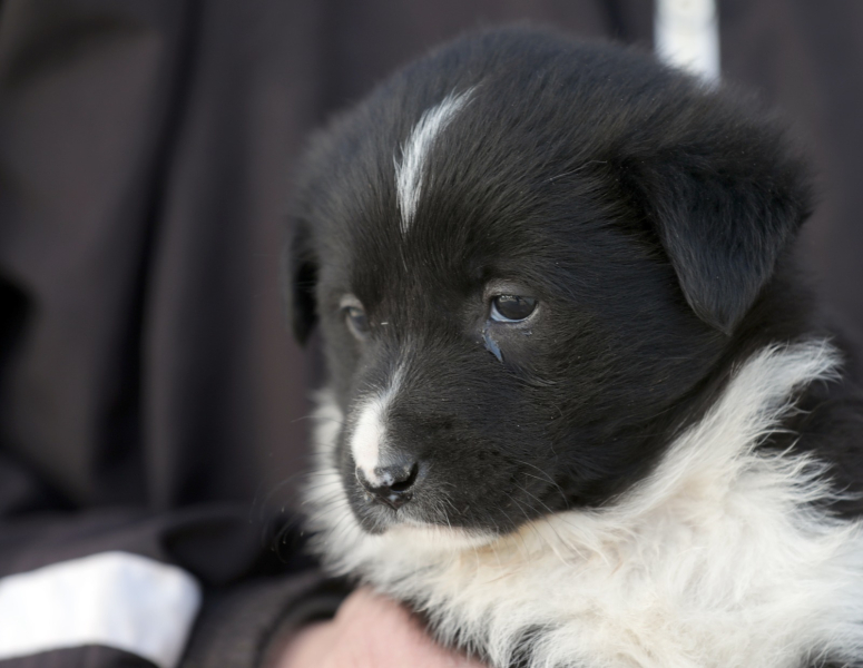 Continuăm campania „Adoptă un cățel”
