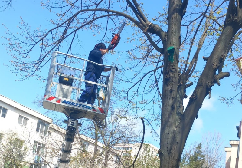 Lucrările de toaletare și corecție a arborilor continuă în cartierele orașului