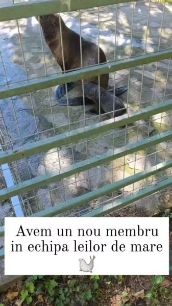 Momente emoționante la Delfinariul Constanța! 
