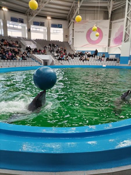 Bucuria copiilor! Astăzi, delfinii dau o reprezentație suplimentară!
