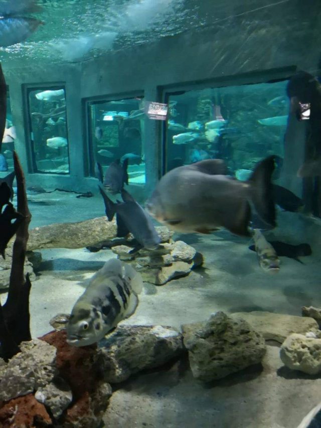 Luna noiembrie aduce mutarea viețuitoarelor marine de la Acvariu, în incinta Delfinariului